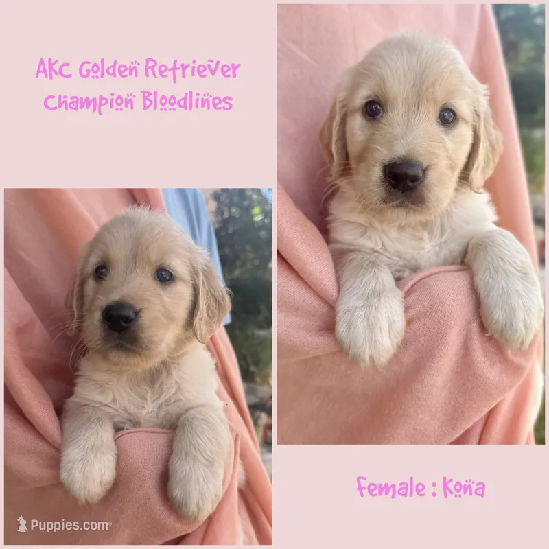 Kona – Golden Retriever puppy for sale in Houston, TX
