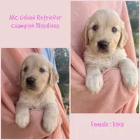 Kona, a female Golden Retriever for sale in Houston, TX – 1 of 1