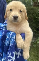 Booker, a male Golden Retriever for sale in Houston, TX – 2 of 4