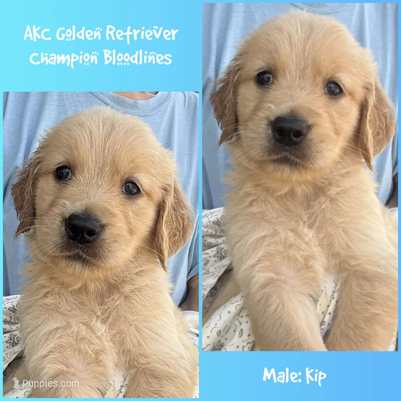 Kip – Golden Retriever puppy for sale in Houston, TX