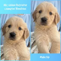 Kip, a male Golden Retriever for sale in Houston, TX – 1 of 1