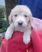 Biddy , a female Golden Retriever for sale in Houston, TX – 3 of 4