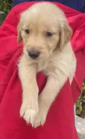 Berry, a female Golden Retriever for sale in Houston, TX – 2 of 6