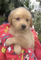 Betty, a female Golden Retriever for sale in Houston, TX – 4 of 4