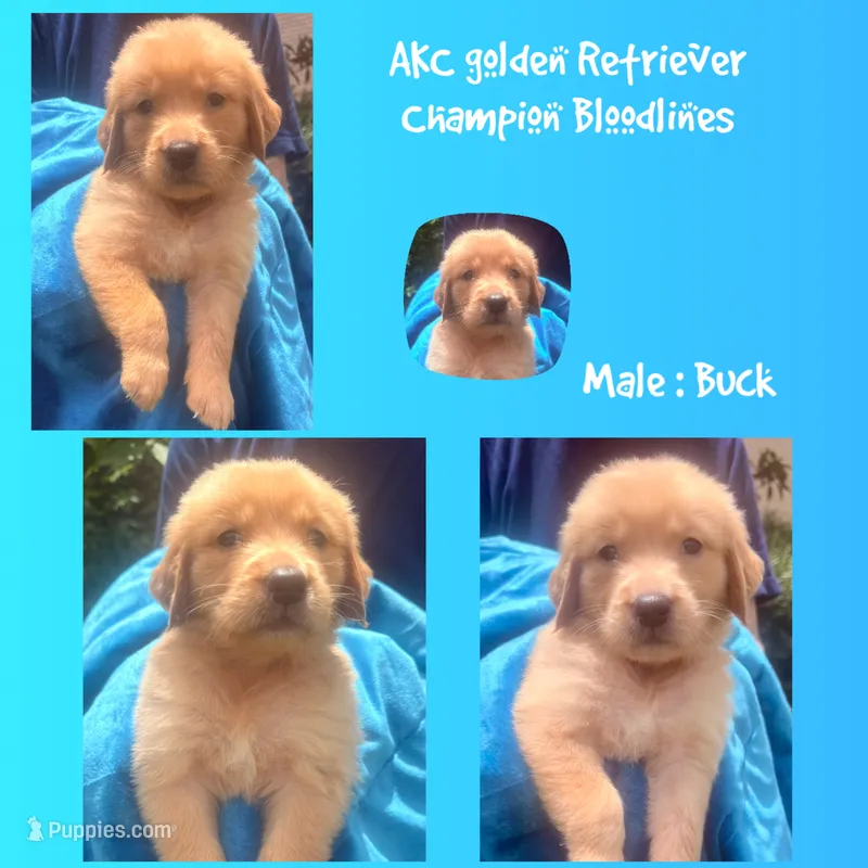 Buck – Golden Retriever puppy for sale in Houston, TX