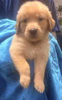Buck, a male Golden Retriever for sale in Houston, TX – 3 of 4