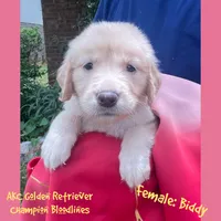 Biddy , a female Golden Retriever for sale in Houston, TX – 1 of 4