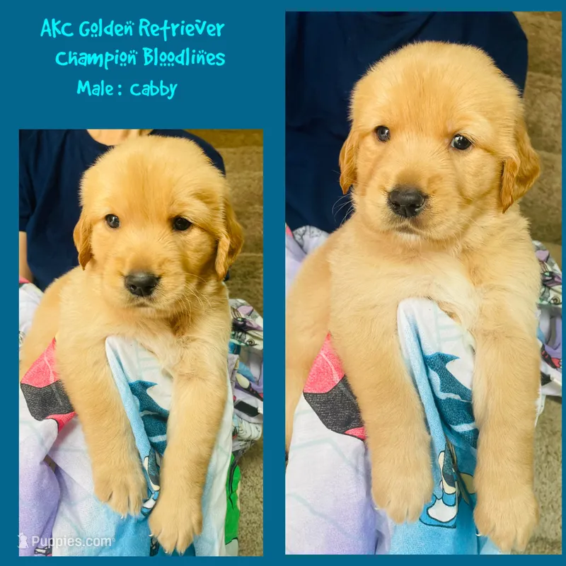 Cabby – Golden Retriever puppy for sale in Houston, TX