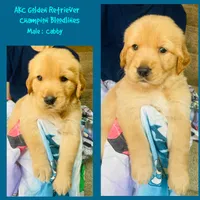 Cabby, a male Golden Retriever for sale in Houston, TX – 1 of 4