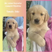 Koko, a female Golden Retriever for sale in Houston, TX – 1 of 1