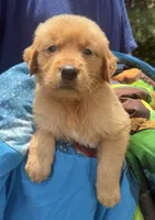 Benny, a male Golden Retriever for sale in Houston, TX – 2 of 5
