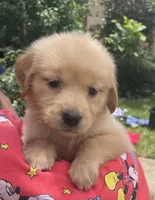 Betty, a female Golden Retriever for sale in Houston, TX – 2 of 4