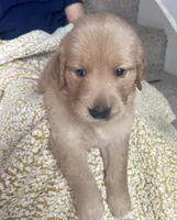 Cherry, a female Golden Retriever for sale in Houston, TX – 5 of 5