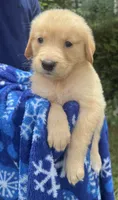 Booker, a male Golden Retriever for sale in Houston, TX – 4 of 4