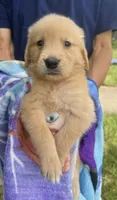Brain, a male Golden Retriever for sale in Houston, TX – 5 of 5
