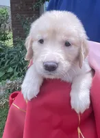 Biddy , a female Golden Retriever for sale in Houston, TX – 4 of 4