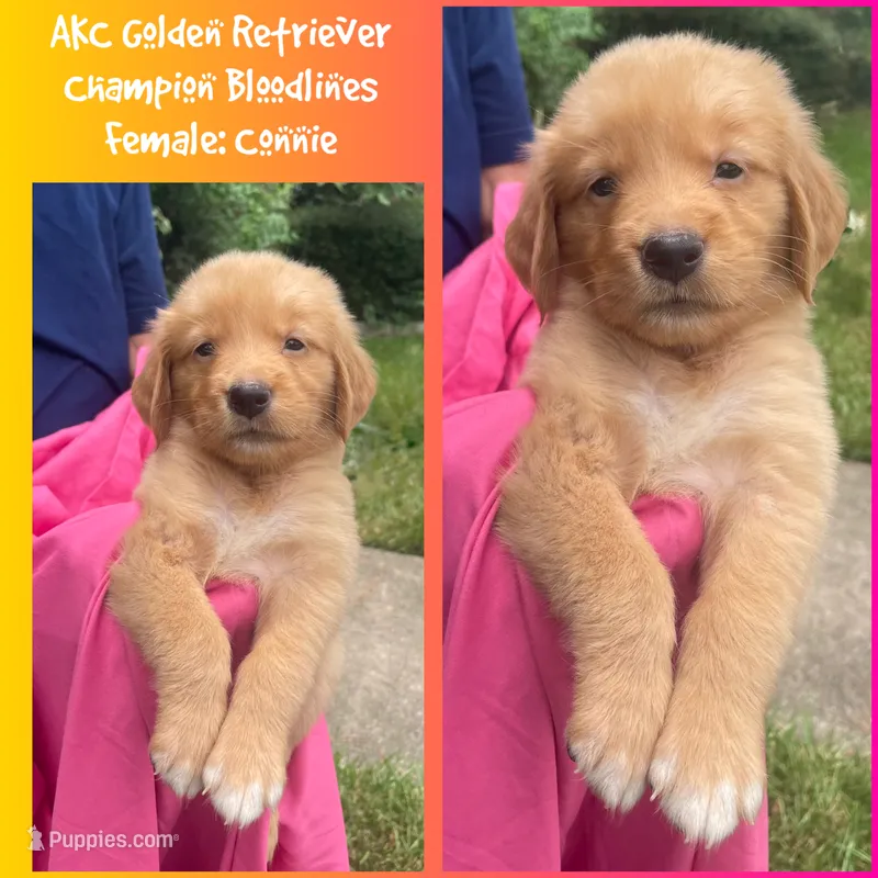 Connie – Golden Retriever puppy for sale in Houston, TX