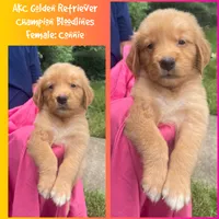 Connie, a female Golden Retriever for sale in Houston, TX – 1 of 6