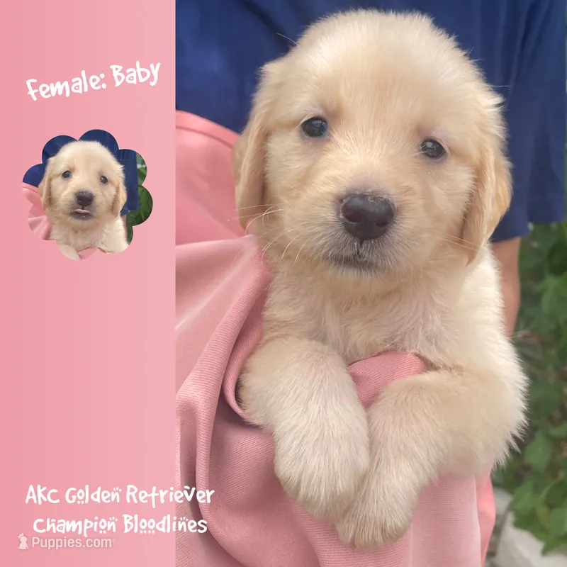 Baby – Golden Retriever puppy for sale in Houston, TX
