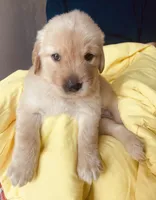 Cowboy, a male Golden Retriever for sale in Houston, TX – 5 of 5