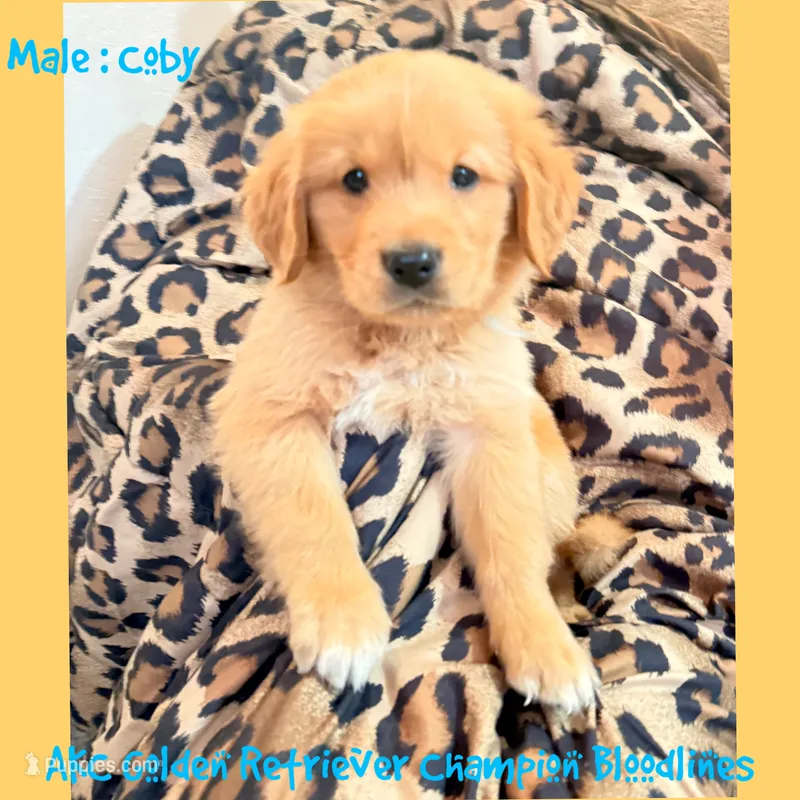 Coby – Golden Retriever puppy on hold in Houston, TX