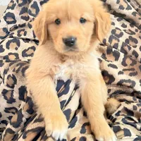 Coby, a male Golden Retriever for sale in Houston, TX – Photo 4 of 7