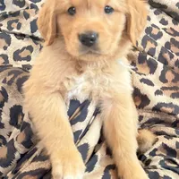 Coby, a male Golden Retriever for sale in Houston, TX – Photo 2 of 7