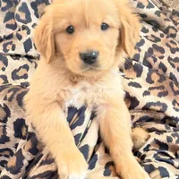 Coby, a male Golden Retriever for sale in Houston, TX – Photo 3 of 7