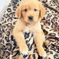 Coby, a male Golden Retriever for sale in Houston, TX – Photo 7 of 7