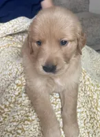 Cherry, a female Golden Retriever for sale in Houston, TX – 2 of 5