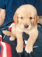 Cabo, a male Golden Retriever for sale in Houston, TX – 4 of 4