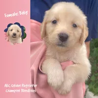 Baby, a female Golden Retriever for sale in Houston, TX – 1 of 5