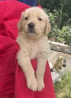 Berry, a female Golden Retriever for sale in Houston, TX – 3 of 4