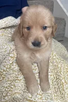 Cherry, a female Golden Retriever for sale in Houston, TX – 3 of 5