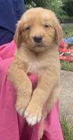 Basil, a female Golden Retriever for sale in Houston, TX – 4 of 4