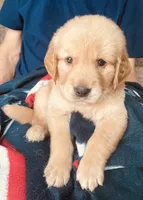 Cabo, a male Golden Retriever for sale in Houston, TX – 2 of 4