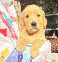 Kimi, a female Golden Retriever for sale in Houston, TX – Photo 3 of 5