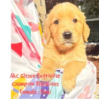 Kimi, a female Golden Retriever for sale in Houston, TX – Photo 1 of 5