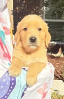 Kimi, a female Golden Retriever for sale in Houston, TX – Photo 2 of 5