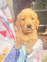 Kimi, a female Golden Retriever for sale in Houston, TX – Photo 5 of 5