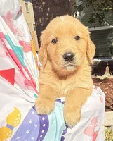 Kimi, a female Golden Retriever for sale in Houston, TX – Photo 4 of 5