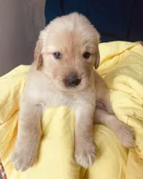 Cowboy, a male Golden Retriever for sale in Houston, TX – 3 of 5