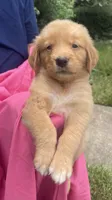 Basil, a female Golden Retriever for sale in Houston, TX – 3 of 4