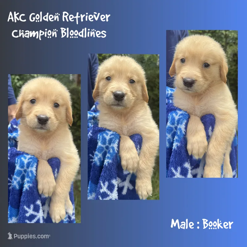Booker – Golden Retriever puppy for sale in Houston, TX