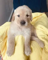 Cowboy, a male Golden Retriever for sale in Houston, TX – 2 of 5