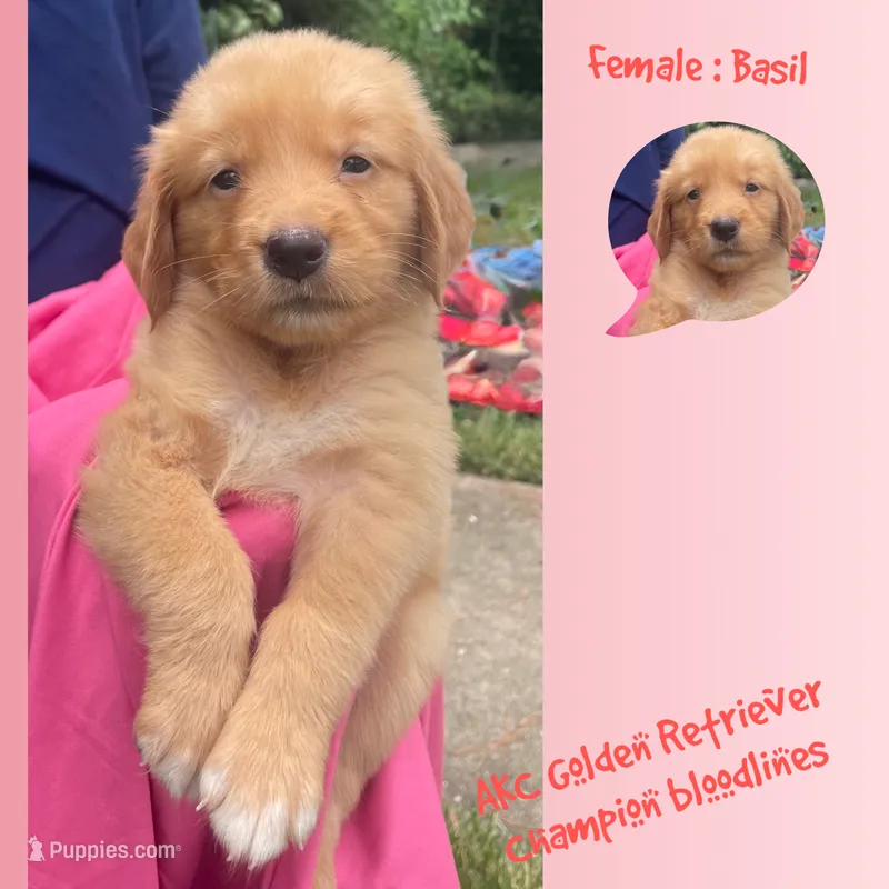 Basil – Golden Retriever puppy for sale in Houston, TX