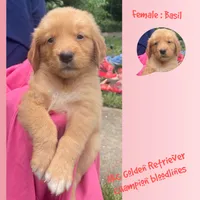 Basil, a female Golden Retriever for sale in Houston, TX – 1 of 4