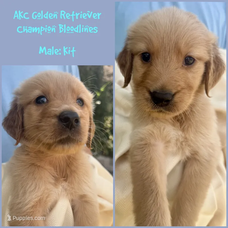 Kit – Golden Retriever puppy for sale in Houston, TX
