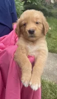 Connie, a female Golden Retriever for sale in Houston, TX – 3 of 6