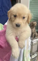 Bella, a female Golden Retriever for sale in Houston, TX – 3 of 4
